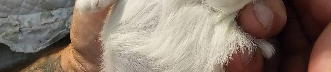 FLUFF TOWN PUPPIES, LLC