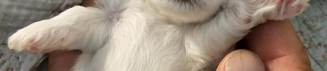FLUFF TOWN PUPPIES, LLC FLUFF TOWN PUPPIES, LLC