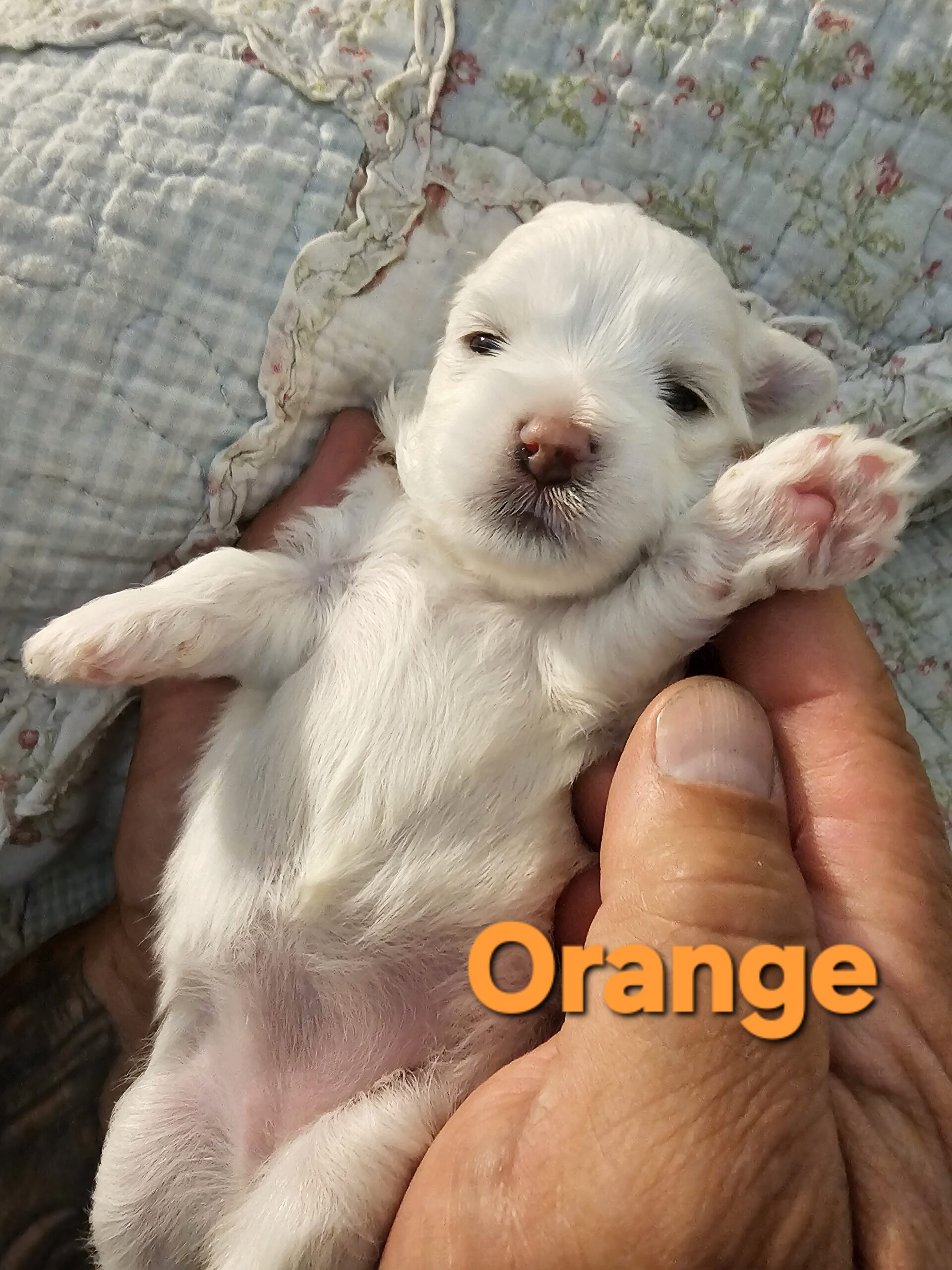 Shiloh's Orange Collar Girl