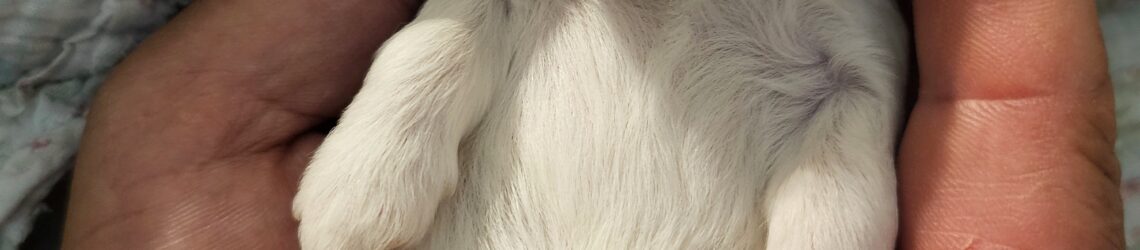 FLUFF TOWN PUPPIES, LLC FLUFF TOWN PUPPIES, LLC