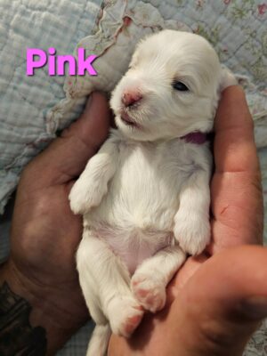 Shiloh's Pink Collar Girl - RESERVED