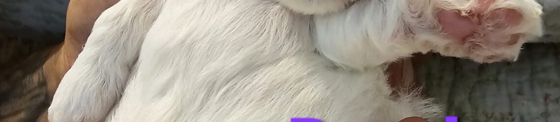 FLUFF TOWN PUPPIES, LLC