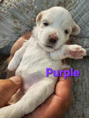 Shiloh's Purple Collar Girl