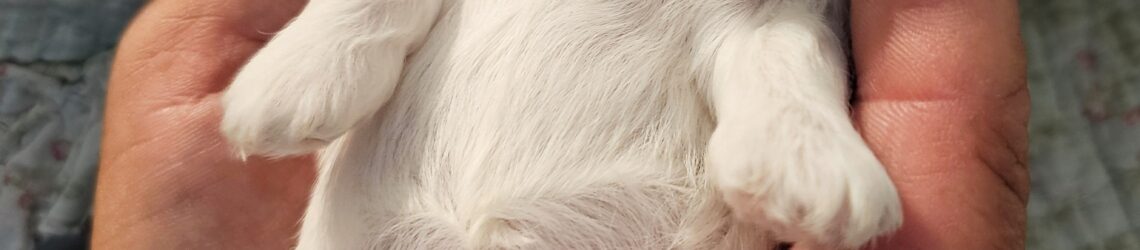FLUFF TOWN PUPPIES, LLC
