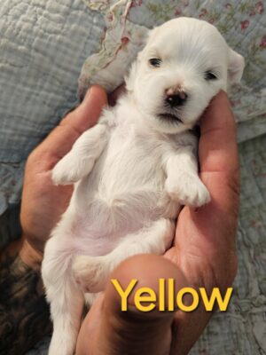 Shiloh's Yellow Collar Girl