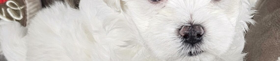 FLUFF TOWN PUPPIES, LLC