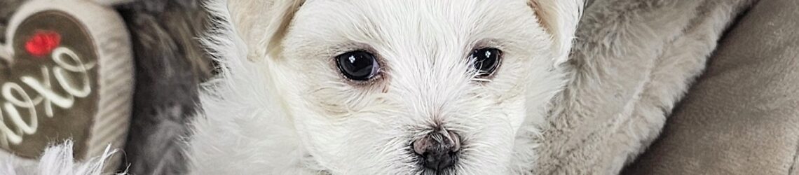 FLUFF TOWN PUPPIES, LLC