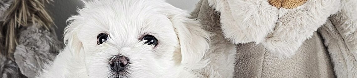 FLUFF TOWN PUPPIES, LLC
