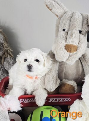 Shiloh's Orange Collar Girl - RESERVED