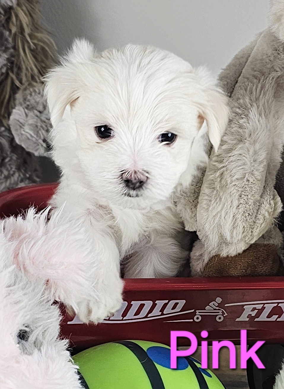 Shiloh's Pink Collar Girl - RESERVED